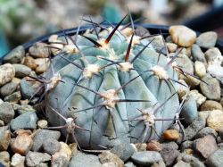 Acanthocalycium glaucum P 394